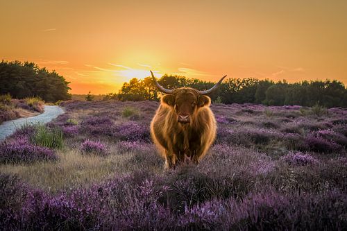 Highlander écossais dans la lande pourpre