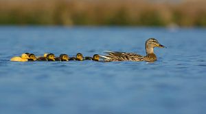 Wildente mit Entengrütze von Remco Van Daalen