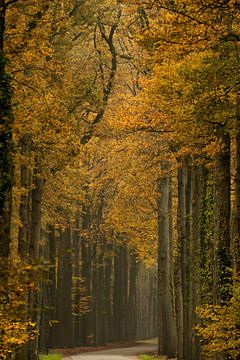 Une forêt de hêtres aux couleurs de l'automne sur Francis Dost