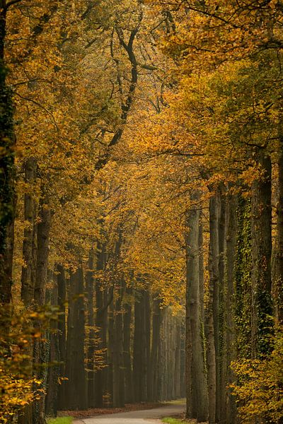 Une forêt de hêtres aux couleurs de l&#039;automne par Francis Dost