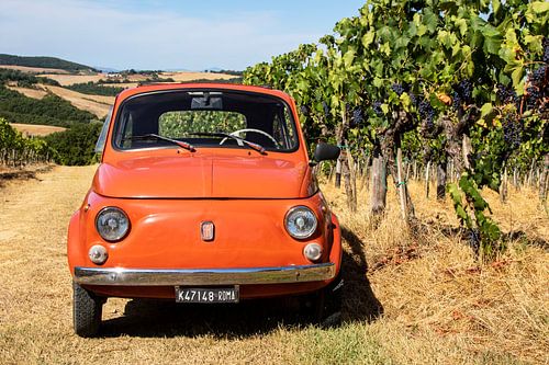 Fiat 500 in wijngaard (8)