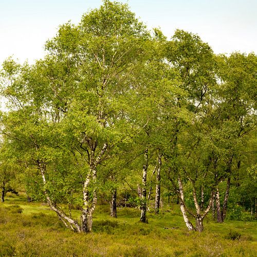 Berkenbomen op de heide. 2