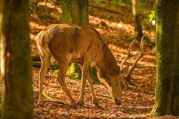 Cerf rouge dans une forêt au début de l'automne, au début de la saison du rut. sur Sjoerd van der Wal Photographie