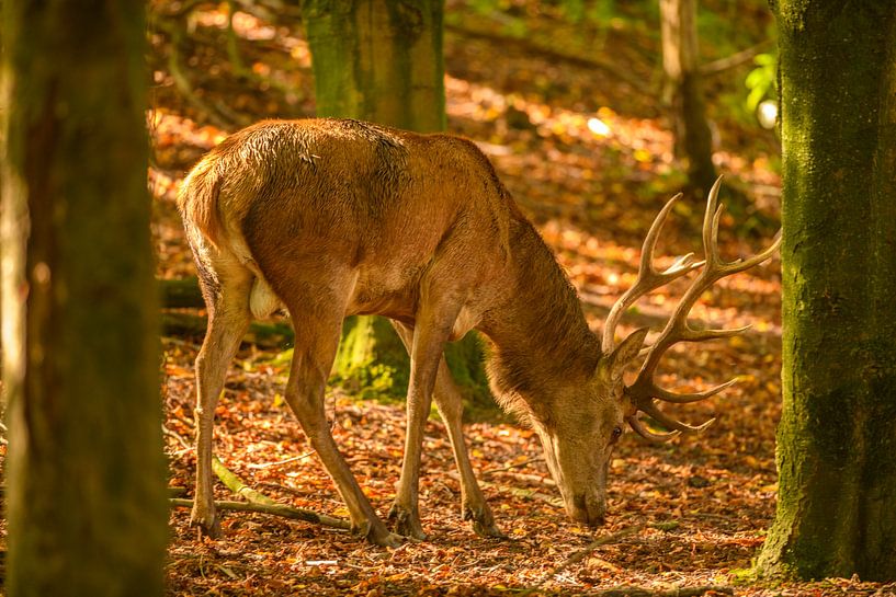 Cerf rouge dans une forêt au début de l'automne, au début de la saison du rut. par Sjoerd van der Wal Photographie