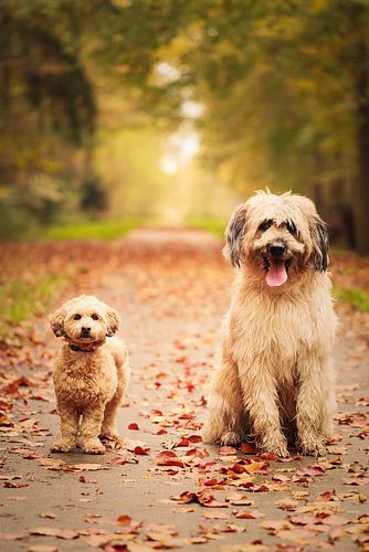 Zaza en Benji zitten samen in Veenhuizen
