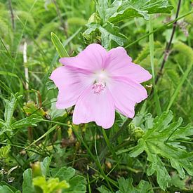 Michelle Habets Profilfoto