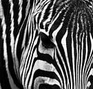 Zebra Nahaufnahme in Schwarzweiß von Marjolein van Middelkoop Miniaturansicht