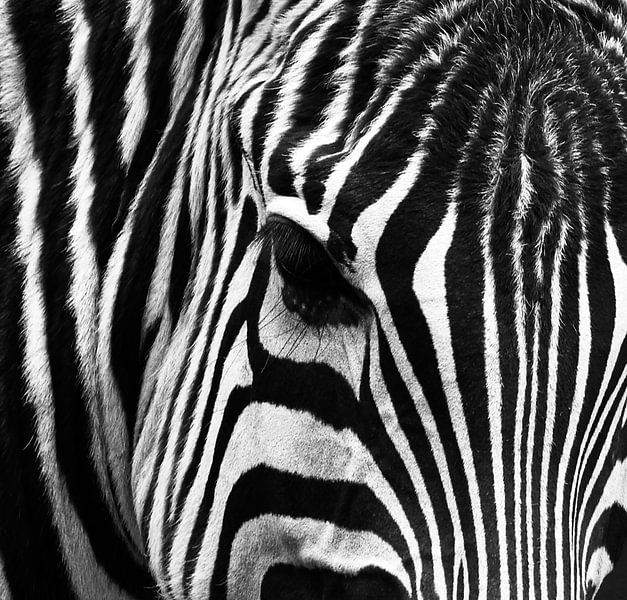 Zebra Nahaufnahme in Schwarzweiß von Marjolein van Middelkoop