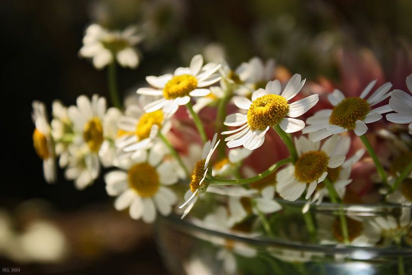 [gänseblümchen] - ... a whole bunch of von Meleah Fotografie