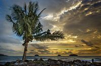 Eenzame Palm na de storm van Sven Wildschut thumbnail
