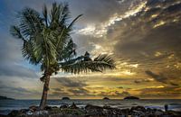 Eenzame Palm na de storm