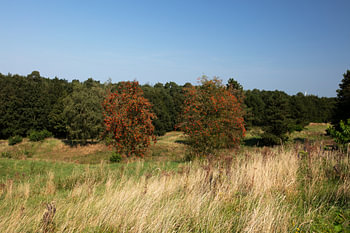 Discover nature in a wooded area in Emsland, Lower Saxony, Germany