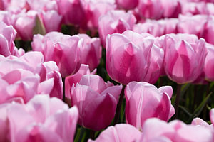 schöne lila Tulpen in einem Tulpenfeld