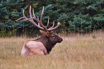 Elk,Wapiti,in Alberta ,Canada van eddy Peelman