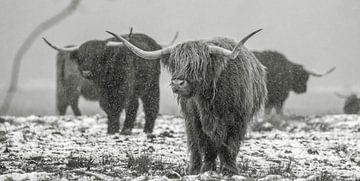 Scottish Highland cattle 26 by Jan Peter Nagel