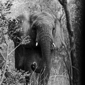 Zand gooiende olifant in het bos van Jarno Dorst