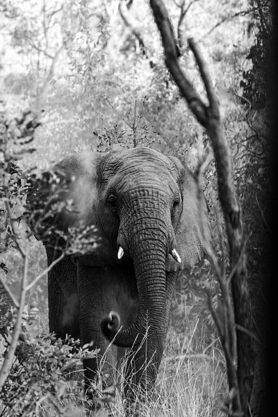 Sandwurfelefant im Wald von Jarno Dorst