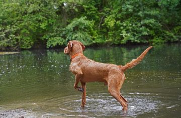 Wasserspiele am See mit einem braunen Magyar Vizsla Drahthaar.