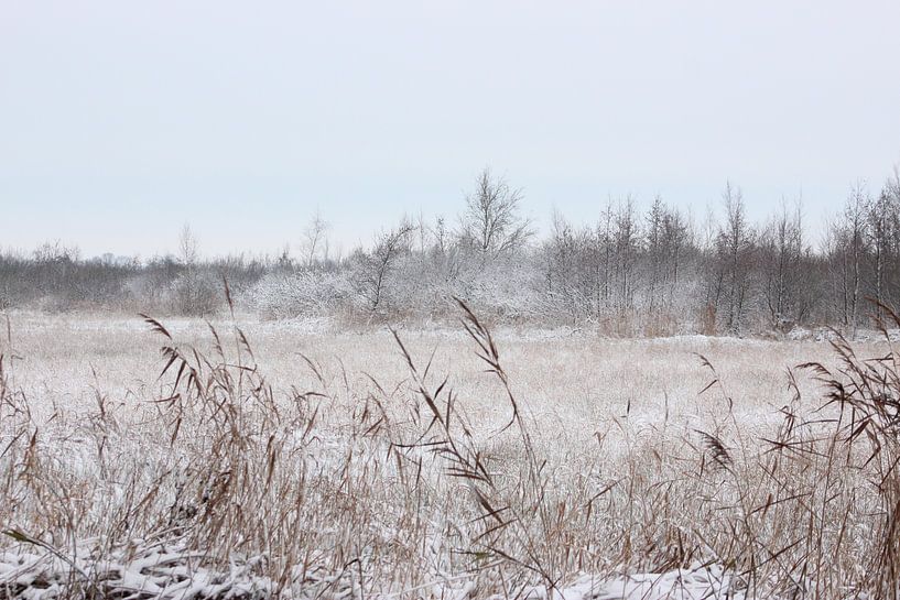 winter wonderland by loes spit