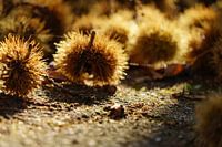 Kastanjes in de herfstzon