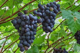 Large bunches of blue grapes in a Westland greenhouse by Gert van Santen