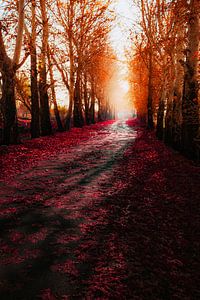 Le Tapis Rouge "Couleurs d'Automne
