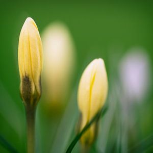 De winter is voorbij : De eerste krokussen van Marloes van Pareren