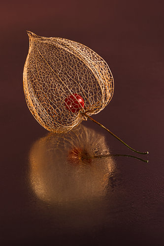 Decorative nature – A little golden lantern glows in the light in a Burgundy and mauve colour
