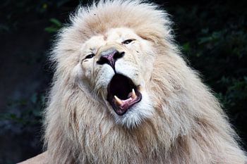Lion blanc