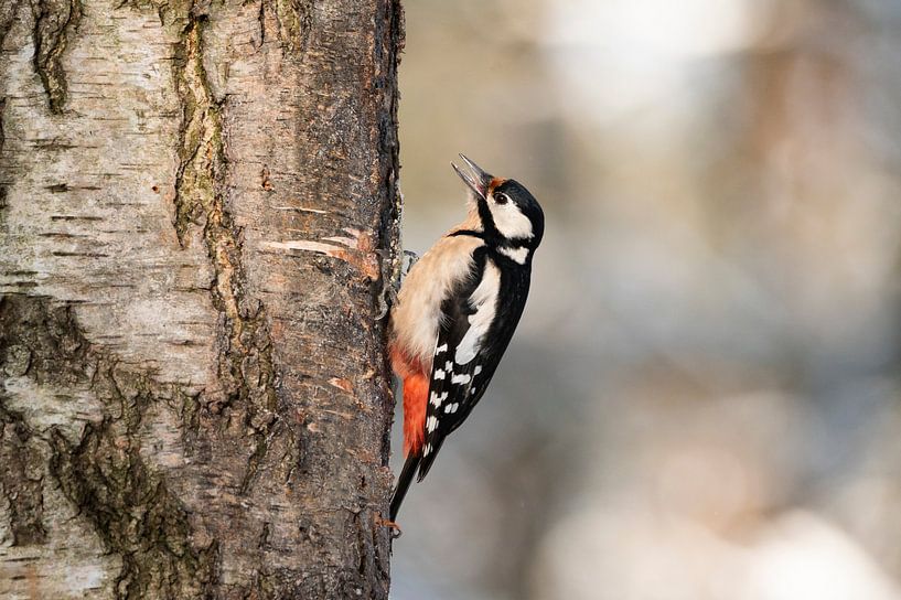 Bonte specht van Natuurels