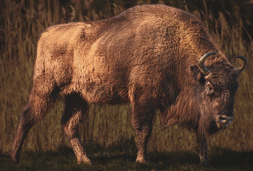 Wisent by Nienke Bot