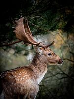 Proud profile