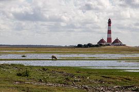 Sheep in a salt marsh at Westerhever lighthouse