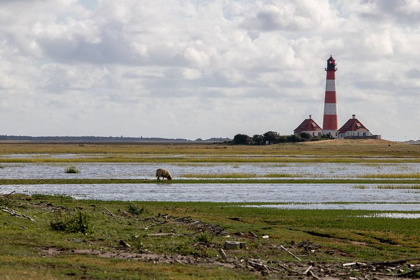 Sheep in a salt marsh at Westerhever lighthouse by Alexander Wolff