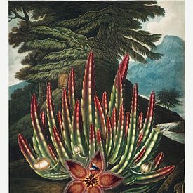 De madendragende Stapelia uit The Temple of Flora (1807) door Robert John Thornton. van Frank Zuidam