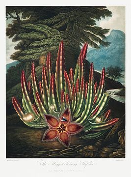 De madendragende Stapelia uit The Temple of Flora (1807) door Robert John Thornton. van Frank Zuidam