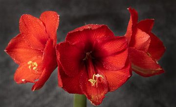 rode amaryllis bloeit van Ulrike Leone