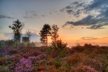 Den Treek Henschoten estate, heathland with ground fog by Watze D. de Haan