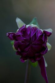 When does she show her beauty? by Mirjam van der Sluijs