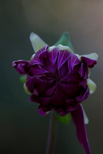 Wann wird sie ihre Schönheit zeigen?