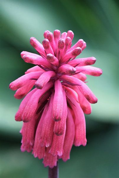 Waldlilienblüte   Veltheimia capensis von Werner Lehmann