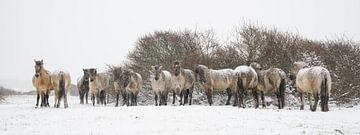 Konik-Pferde im Schnee von Dirk van Egmond