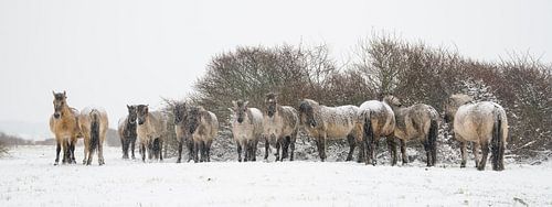 Konikpaarden in de sneeuw
