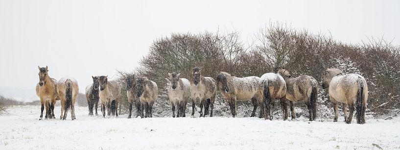 Konik horses in the snow by Dirk van Egmond