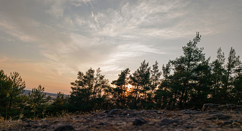 Sunset behind silhouettes of pine trees