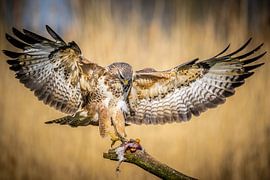 Bussard fliegt auf seine Beute zu von Jim De Sitter