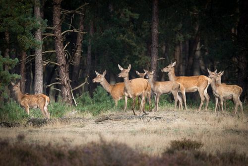 Hindes in de herfst