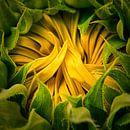 Sunflower by Wim van Beelen thumbnail