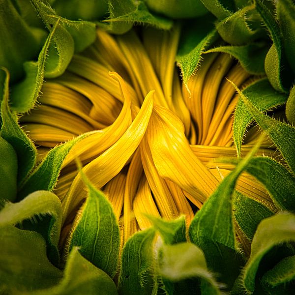 Sunflower by Wim van Beelen