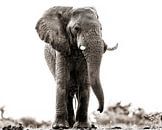 Onderzoekende blik van een olifantbul van Awesome Wonder thumbnail
